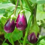EGG PLANT