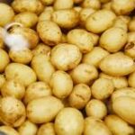 NEW POTATO