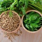 CORIANDER/DHANIA