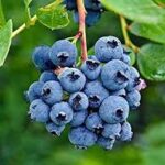 BLUEBERRY